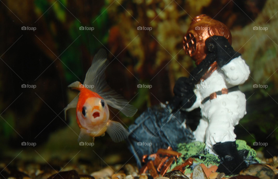 fish diver goldfish fishtank by rauknrolla