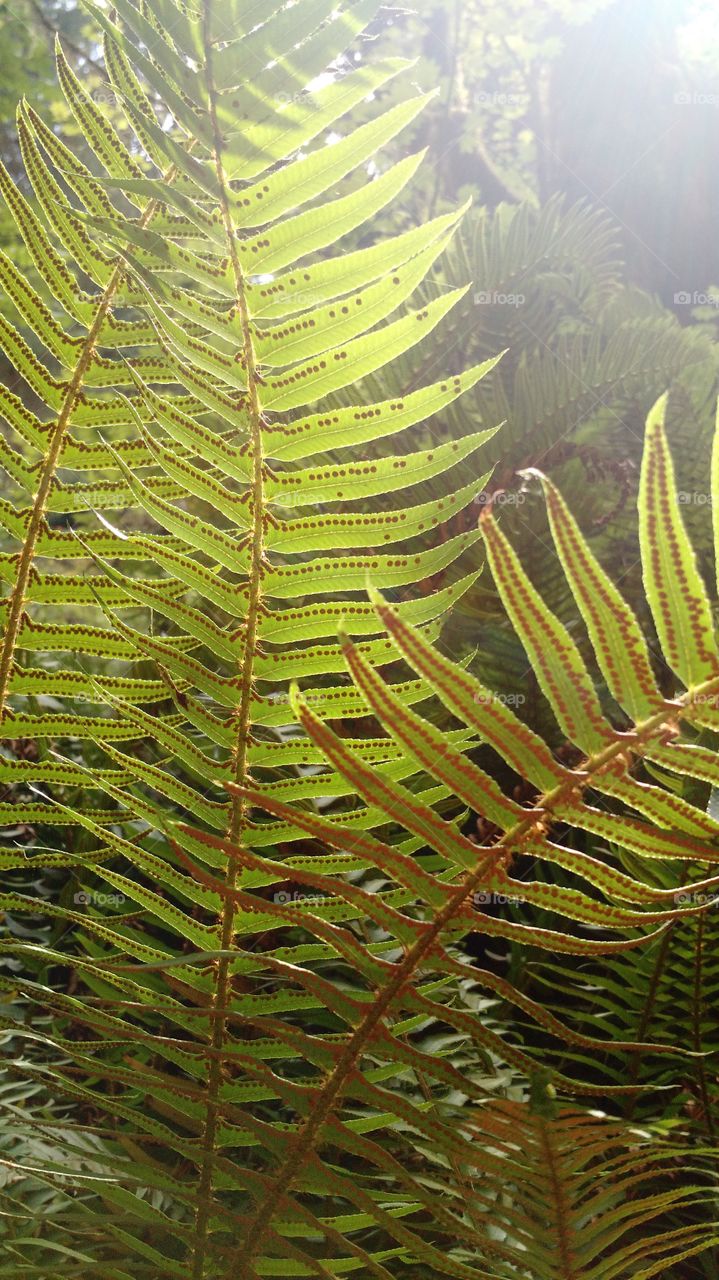 fern belly. Olympic National Park