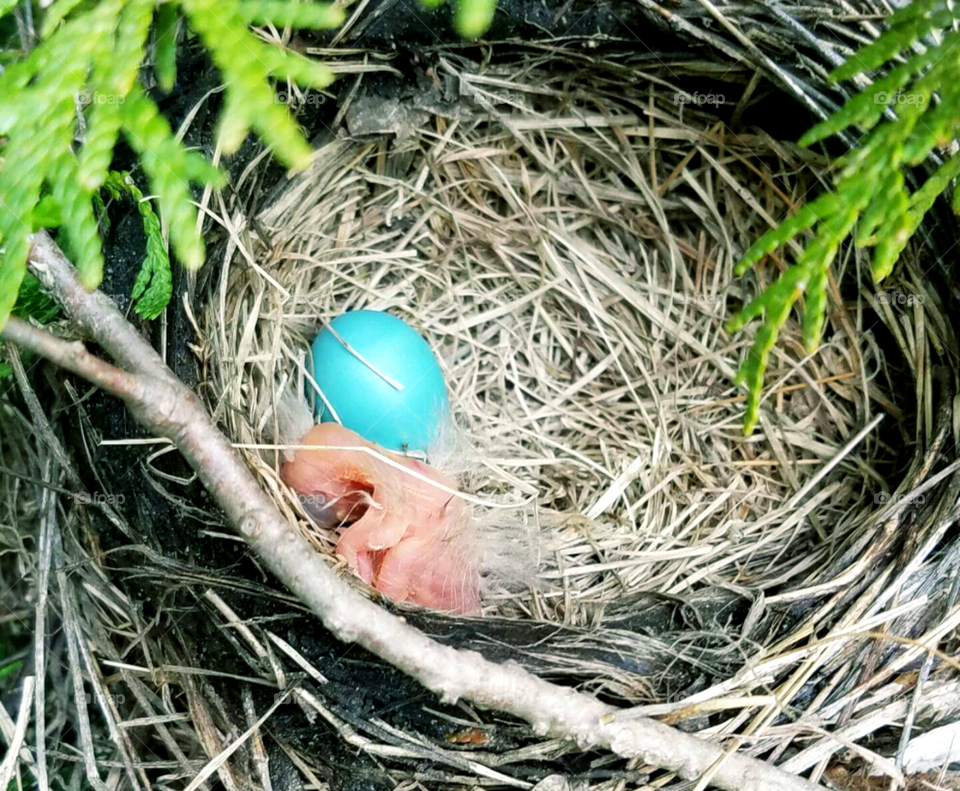 Brand new life nest, egg, bird Robin