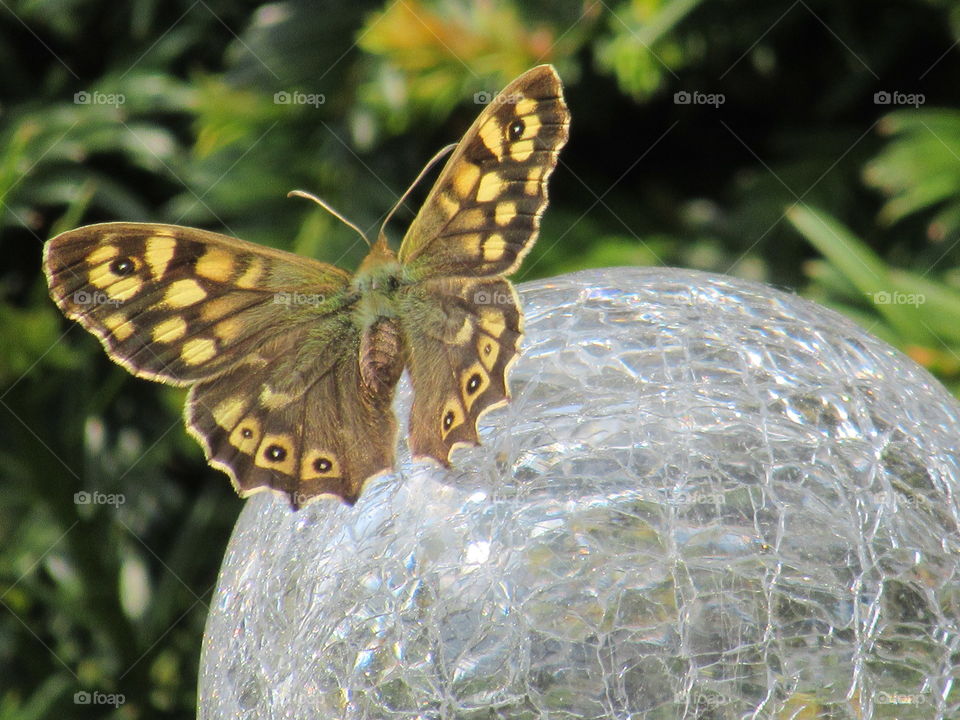 Speckled wood butterfly on crackle ball garden light