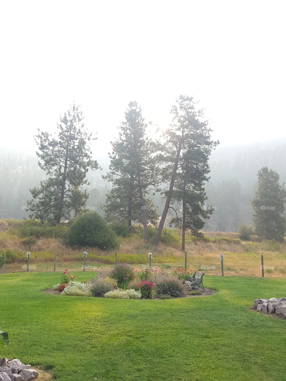 foggy sunrise, mountains obscured by the fog,  foreground has a rock garden. tall trees round out the composition