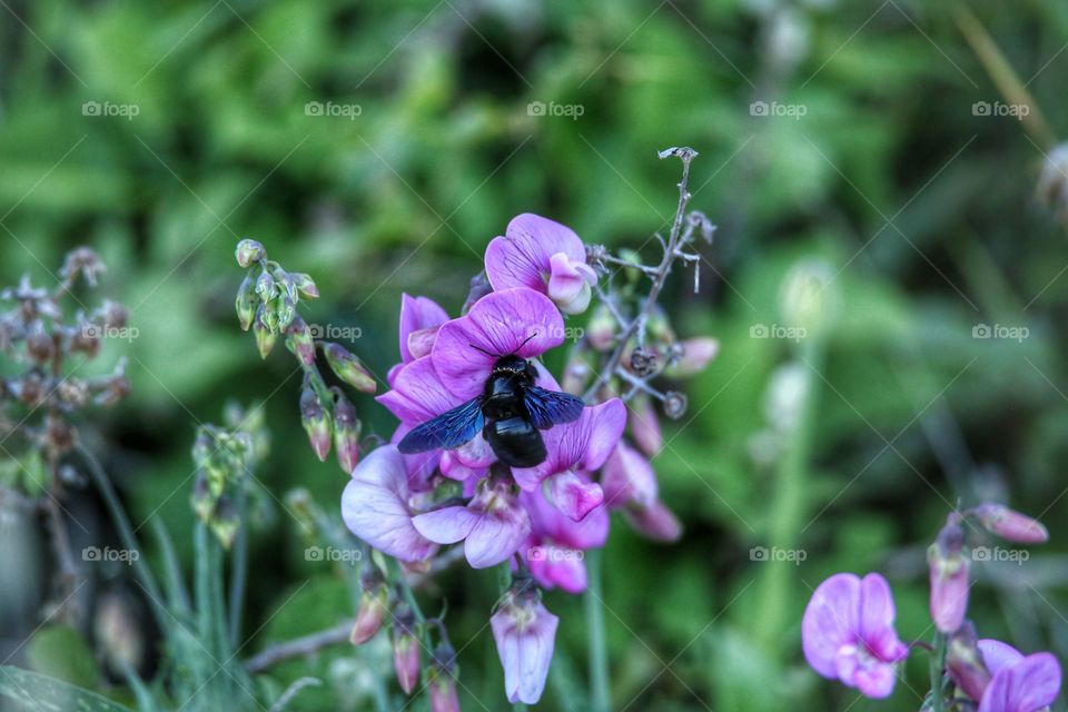 Insect on flowers