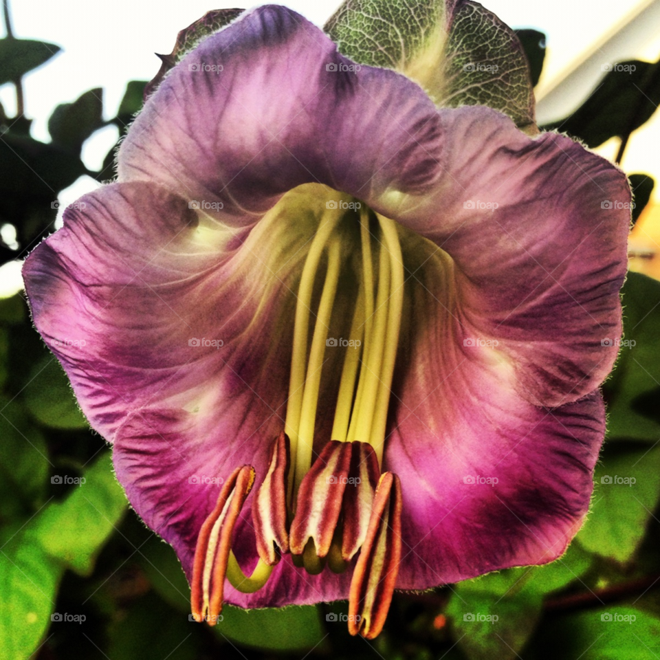 sweden garden flower purple by ps_backe