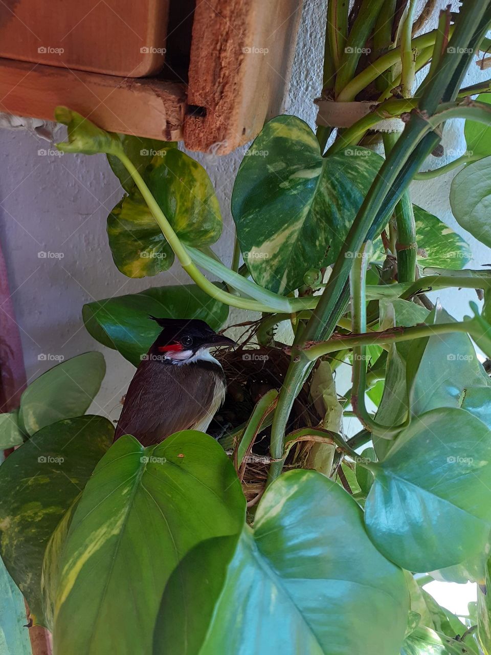 Red wishkered bulbul protecting and caring their young ones in the nest.
