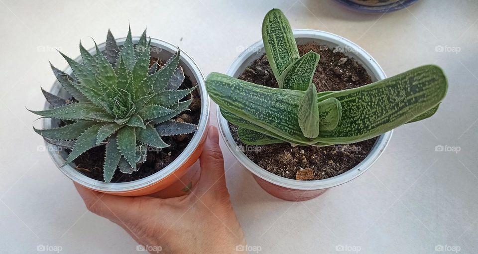 green plant in the pot and female hand, love earth