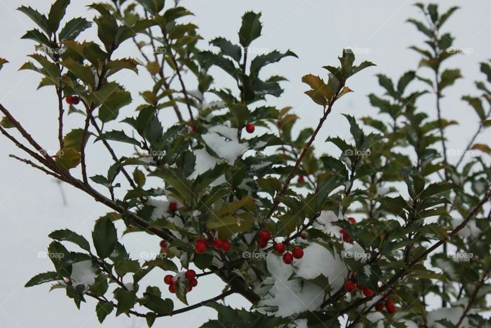 Holly in the snow.