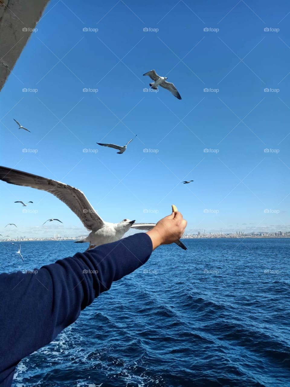 seagul of istanbul catching the bread from a visitor