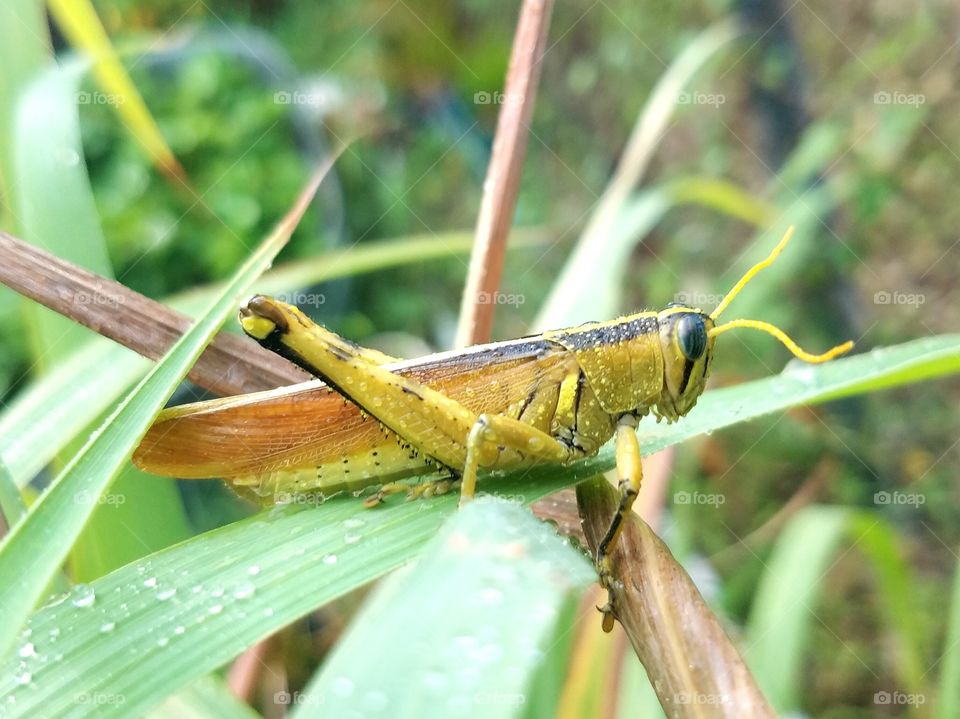 grasshopper