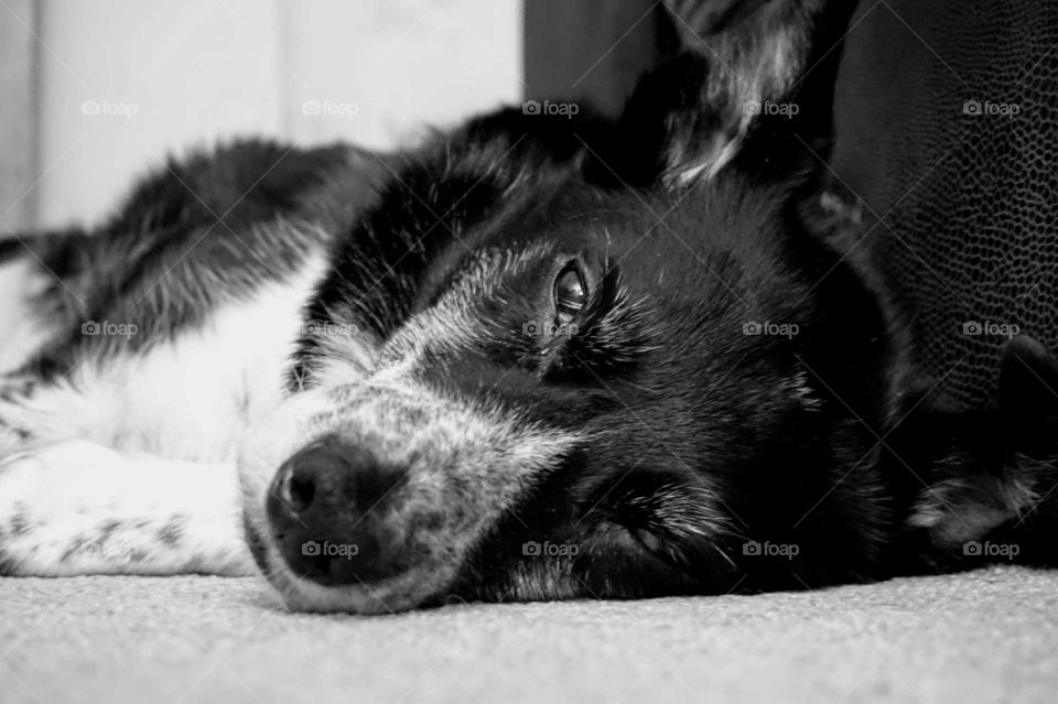 collie dog watching me