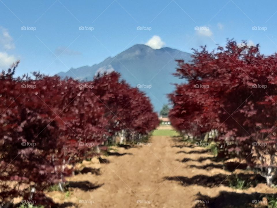 mountain and red trees