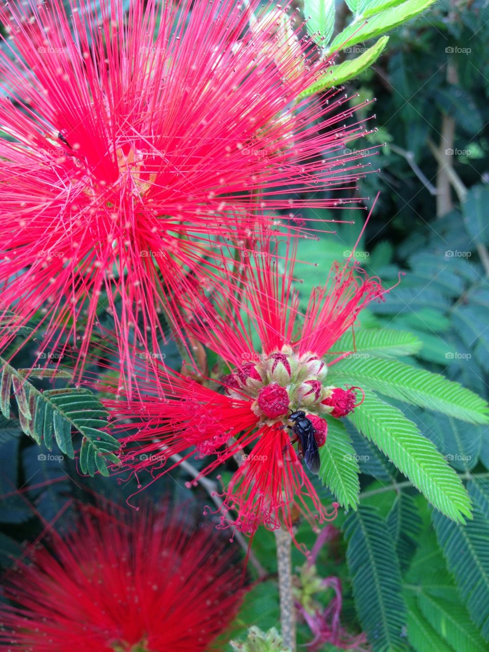 Kind of rare bee we have here