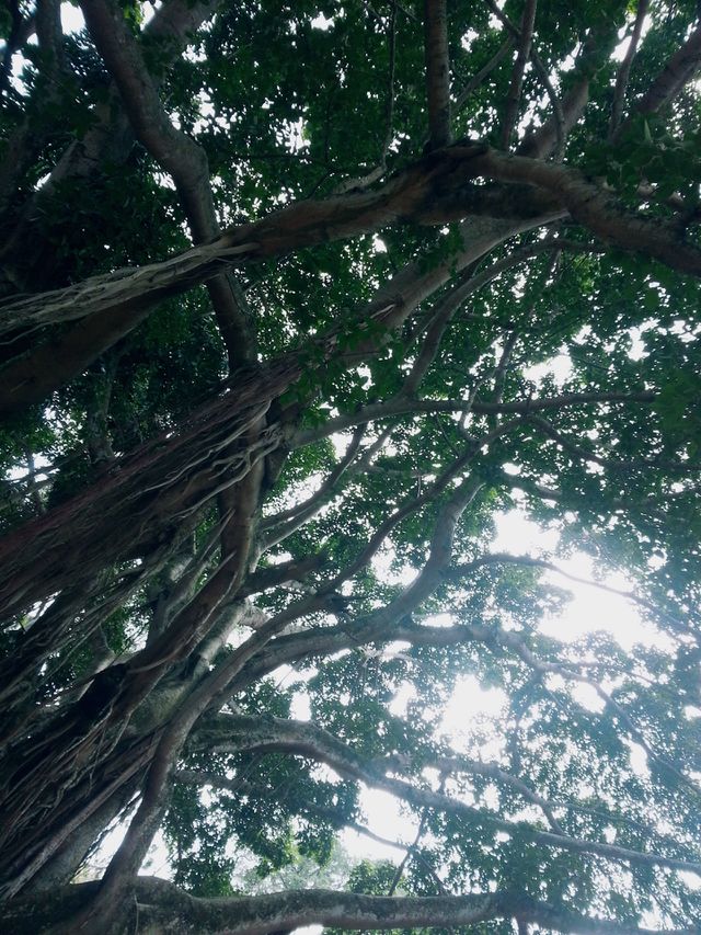 trees