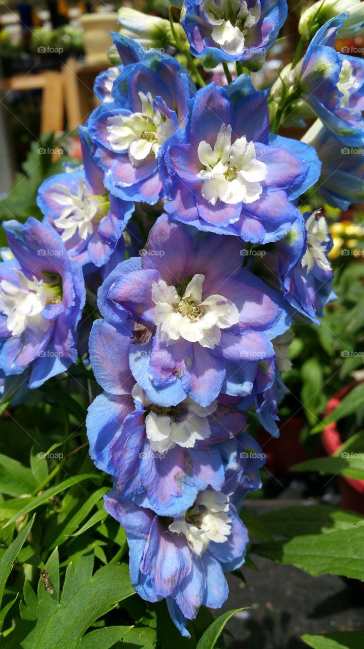 blue. purple and white