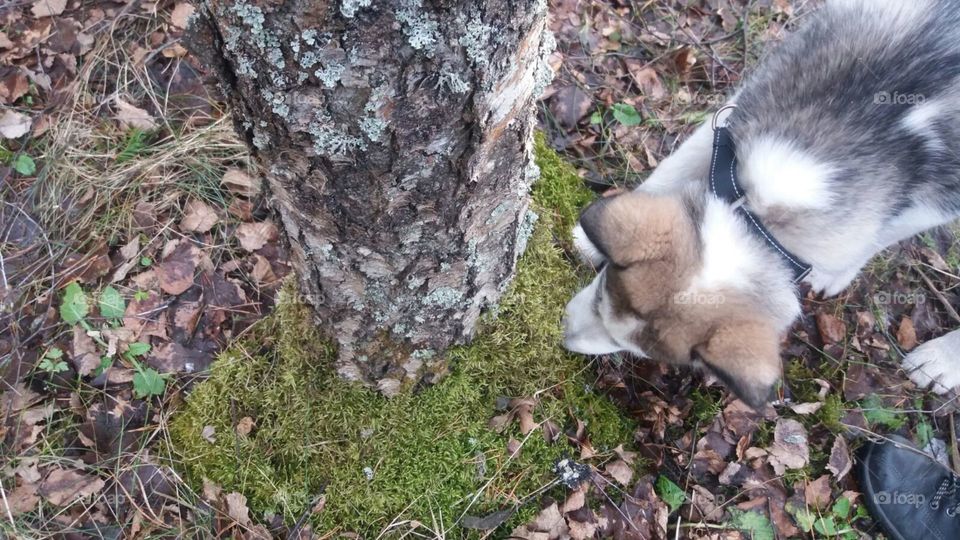 Alaskan malamute and tree