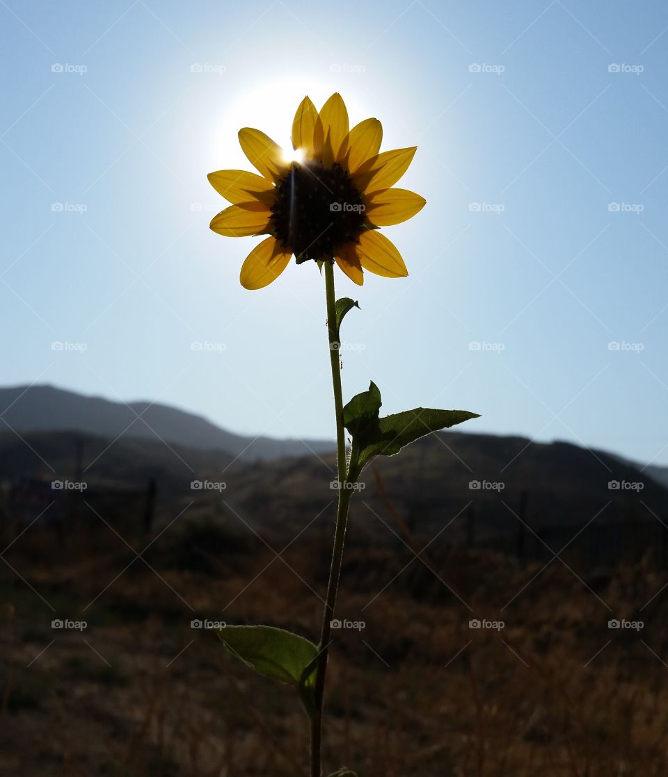 Close-up of sunflower near the mountain