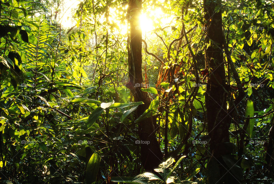 Bright Rainforest