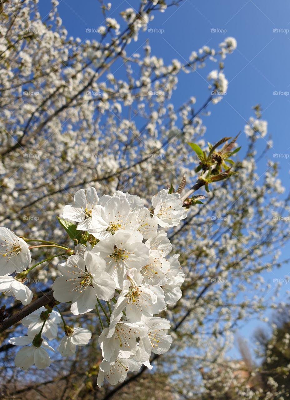 Spring time and white flowers