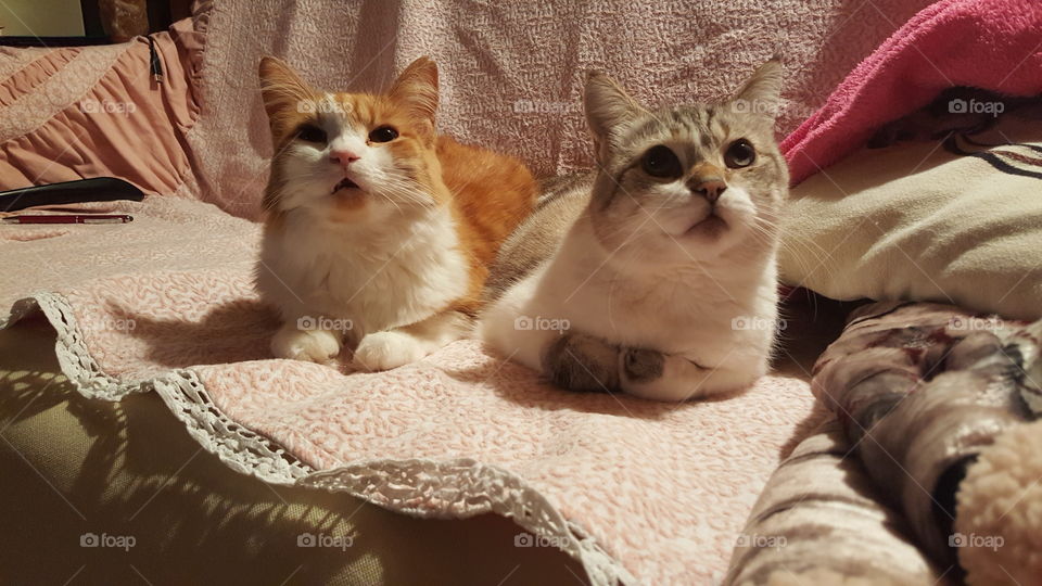 Two cats: a red and a grey-white one.