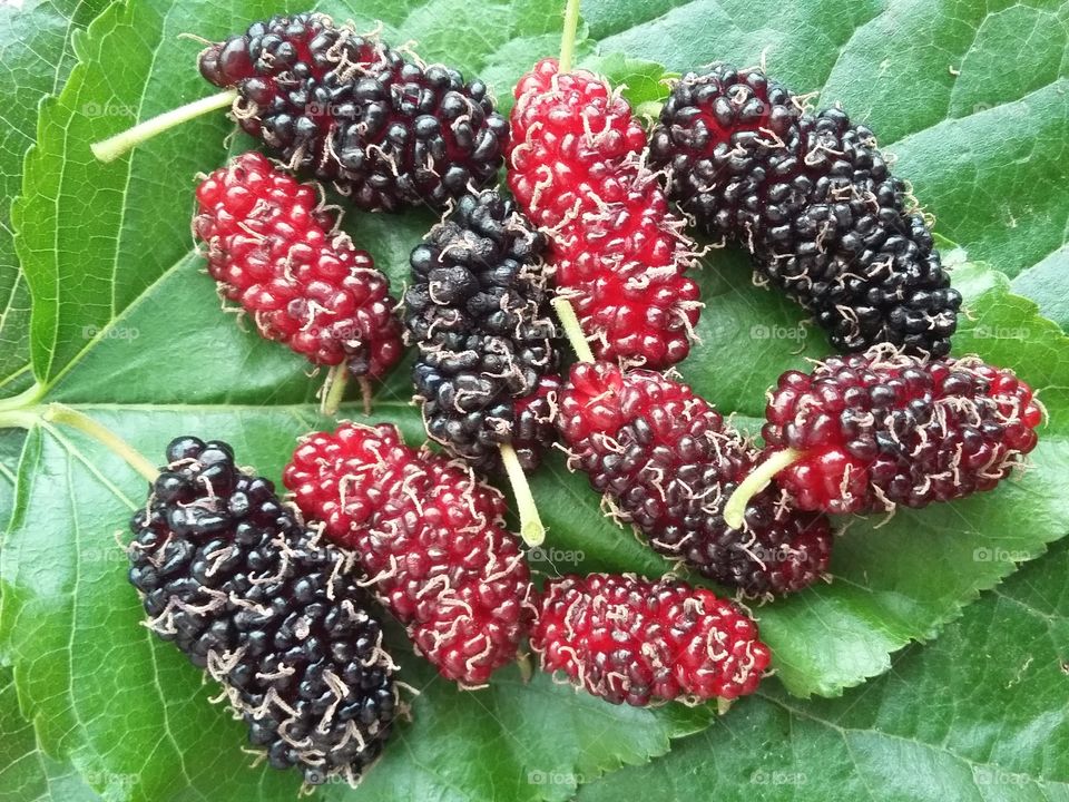 Mulberry. fruit