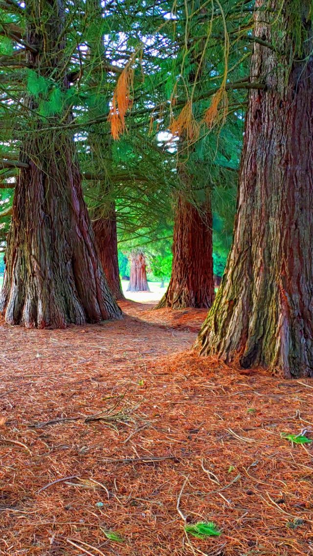 Oregon Coastal Redwoods