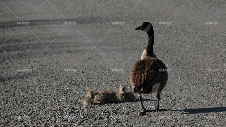 Mother guarding her juvenile gooslelings