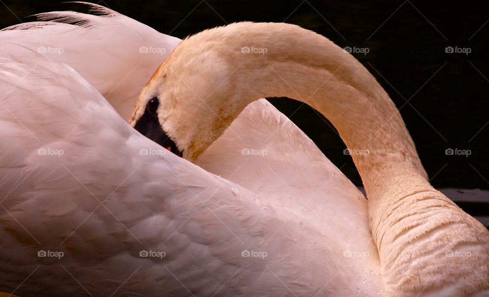 Swan