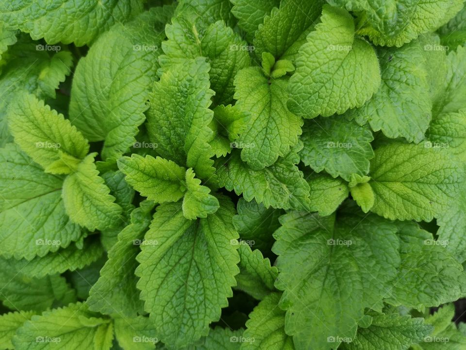 Succulent green leaves of plants as a background. View from above