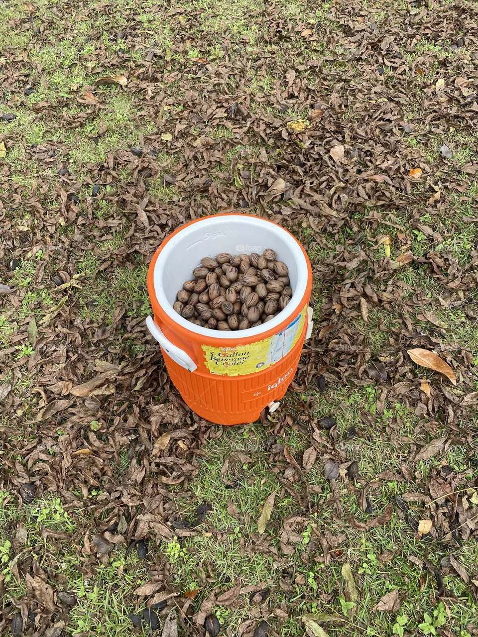 Just finished picking Pecan one of my favorite 