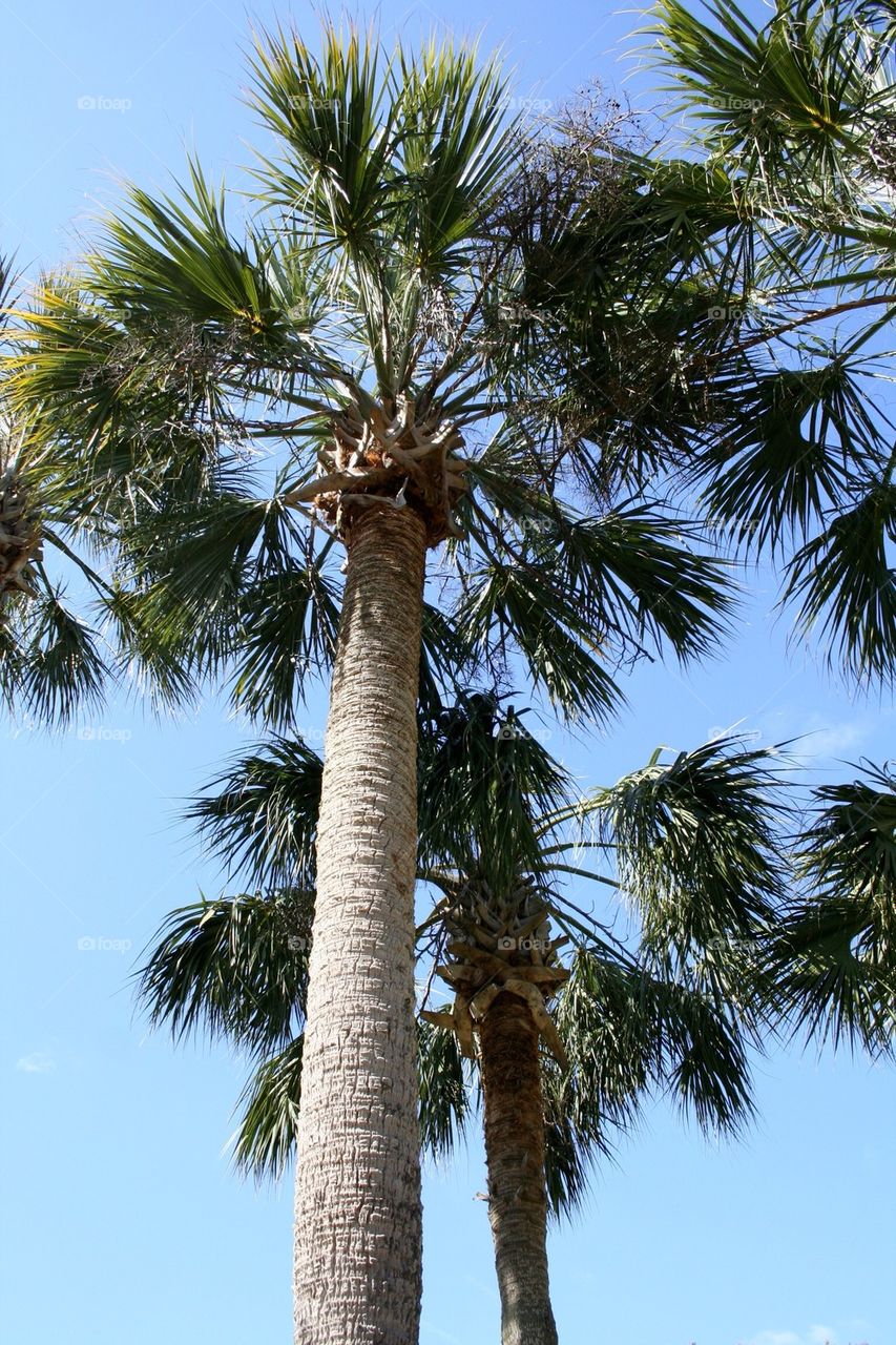 Cabbage Palm