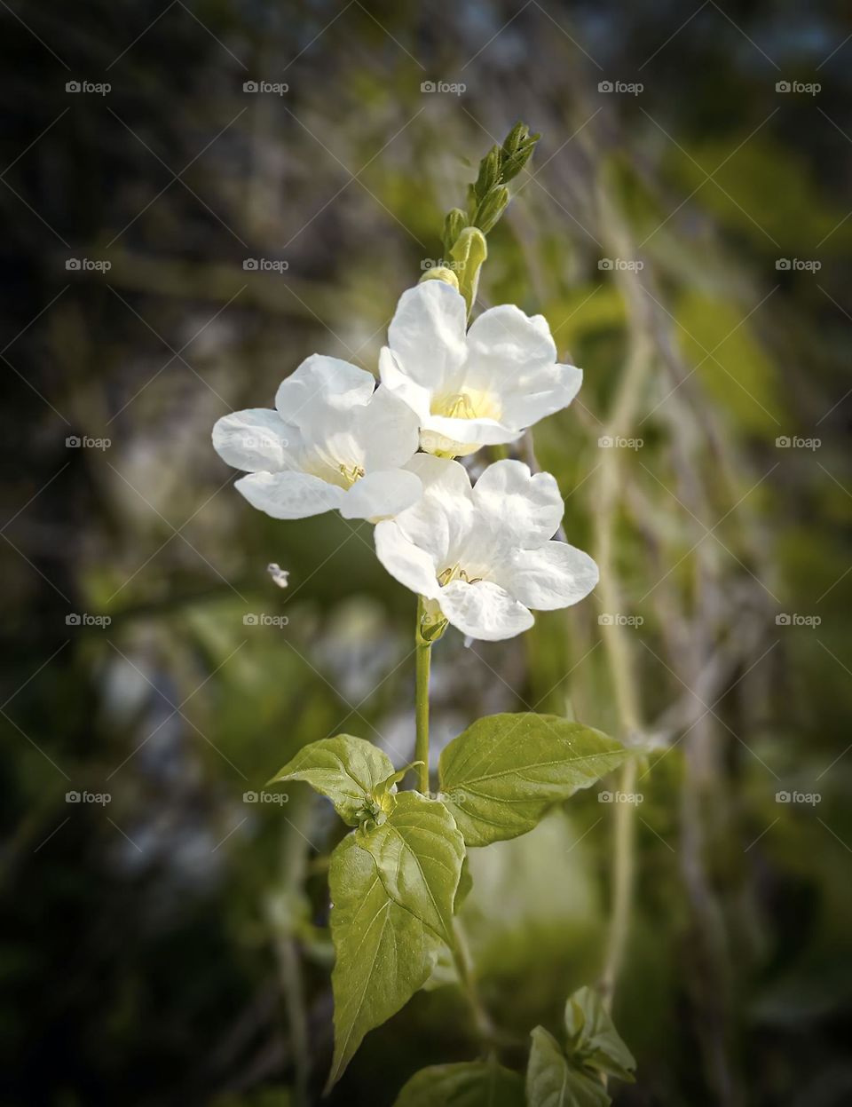 Weird flower's and beautiful nature 🌼
