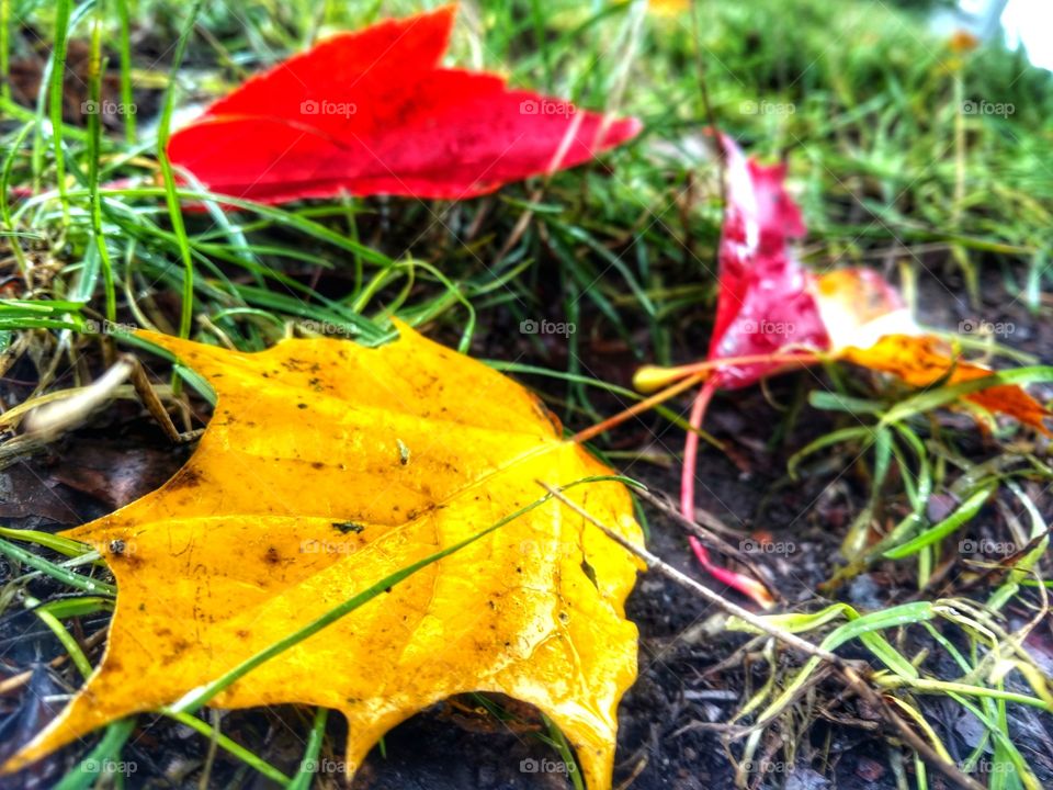 fall on the ground