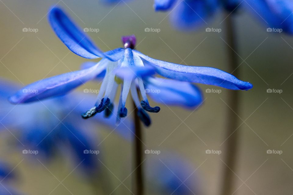 Blue snowdrops,  one of the first spring flowers