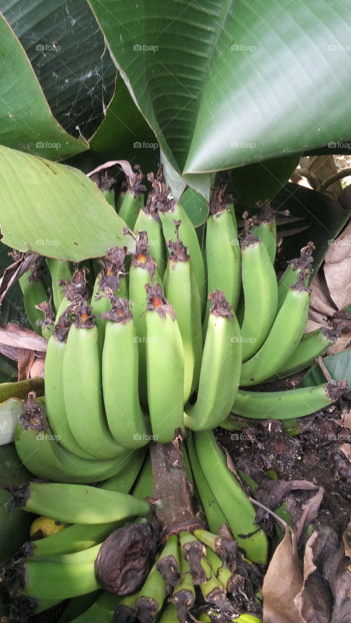 bananas
