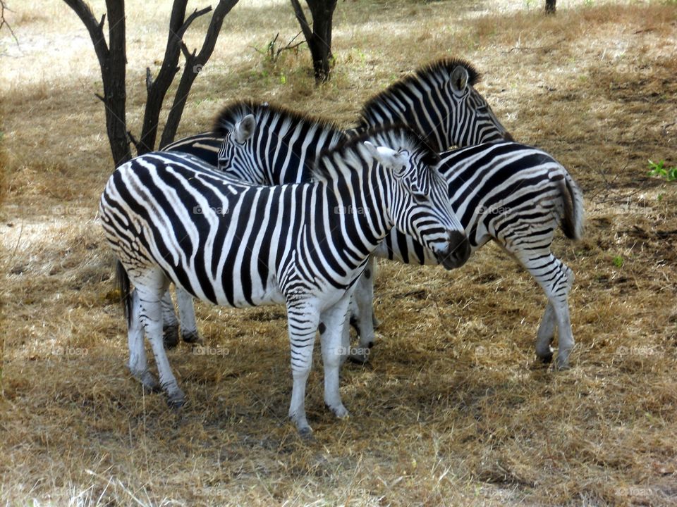 Zebra