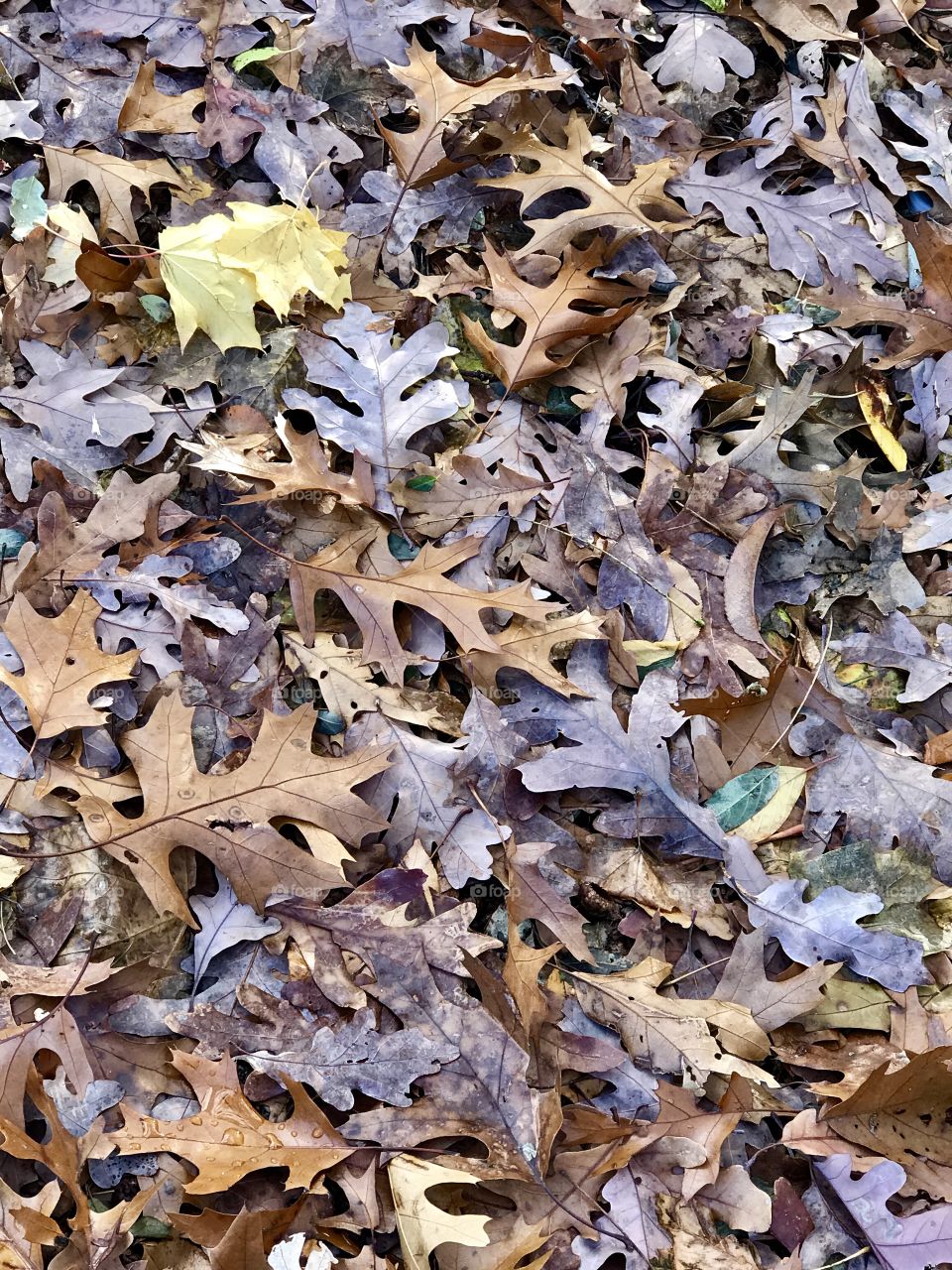 Fall Leaves