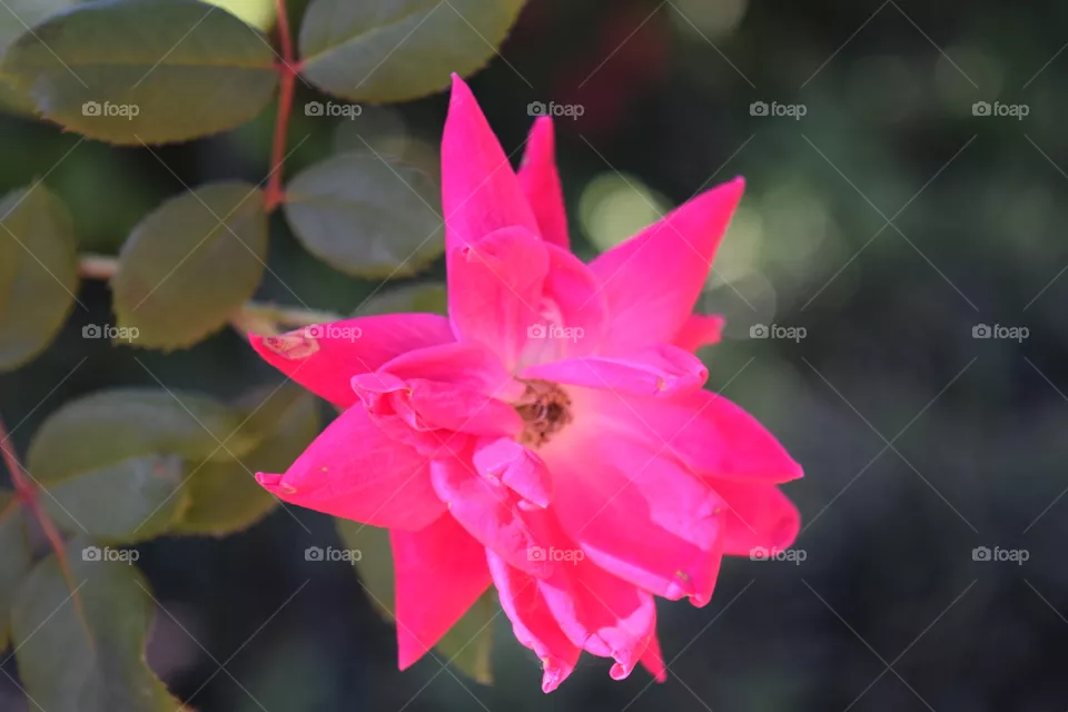 Pink Lady