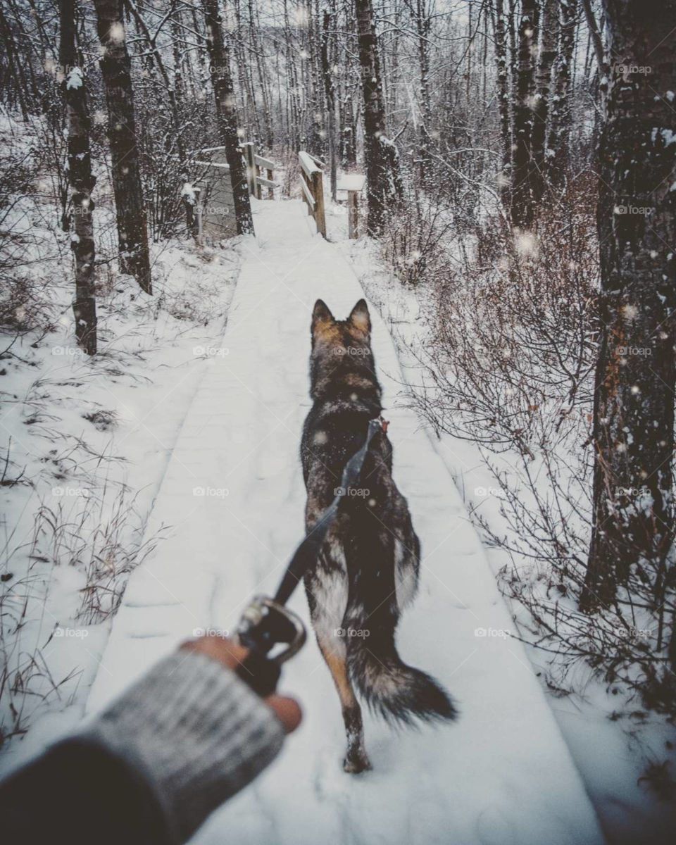 walking dogs in winter consists of cold hands.