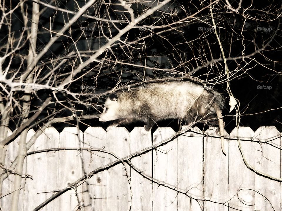 Possum on Fence