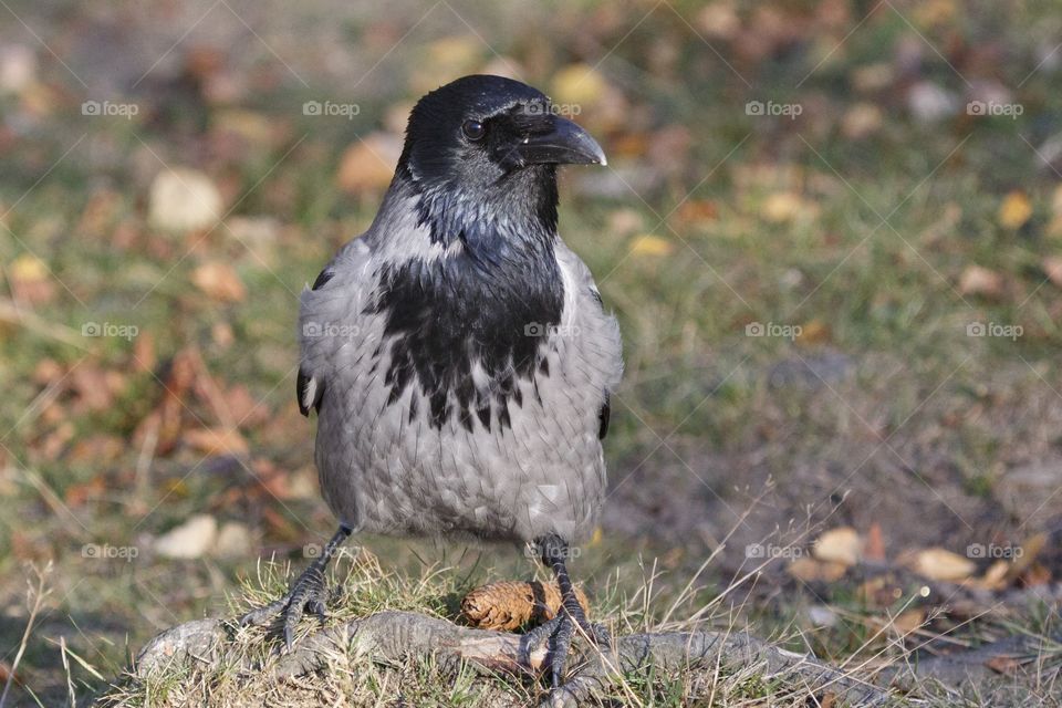 Local wildlife - bird Crow Sweden