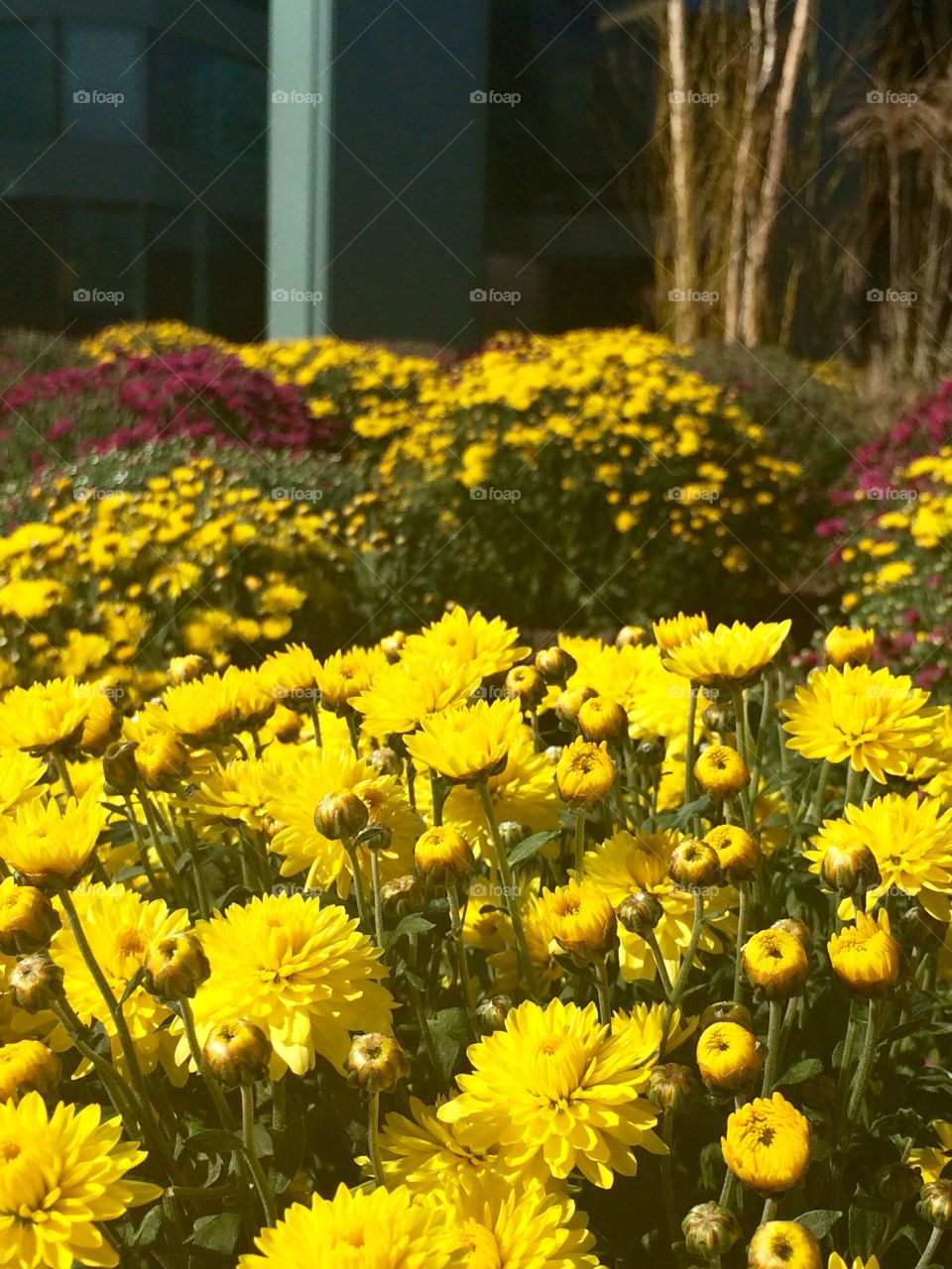 beautiful flowers in the street 