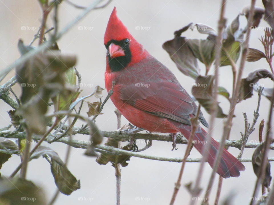 Male  Cardinal