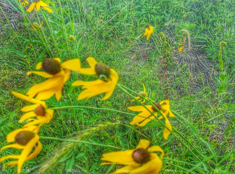 Flowers in the Breeze