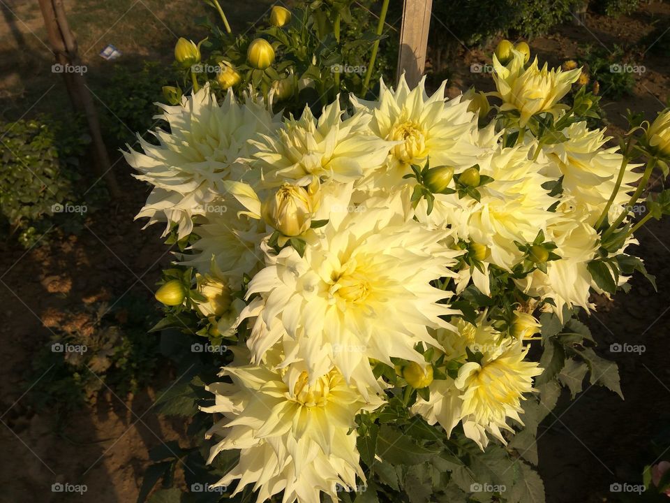 Combination of white  and yellow  colour  flowers