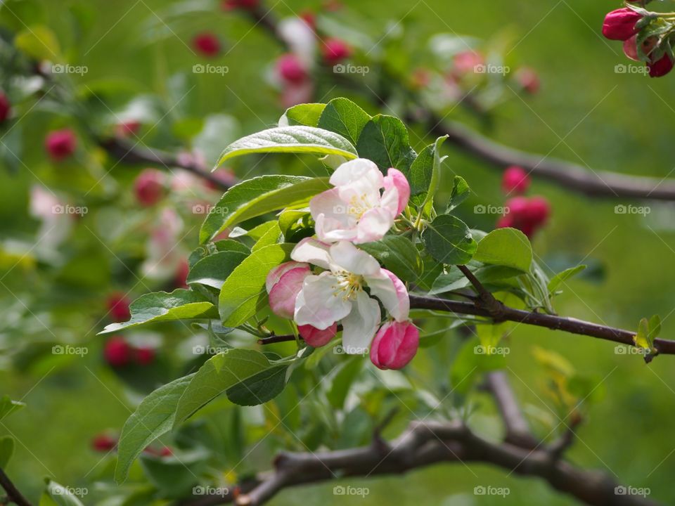 Apple tree blooming in the park 