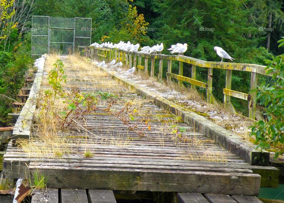 Birds on bridge 2