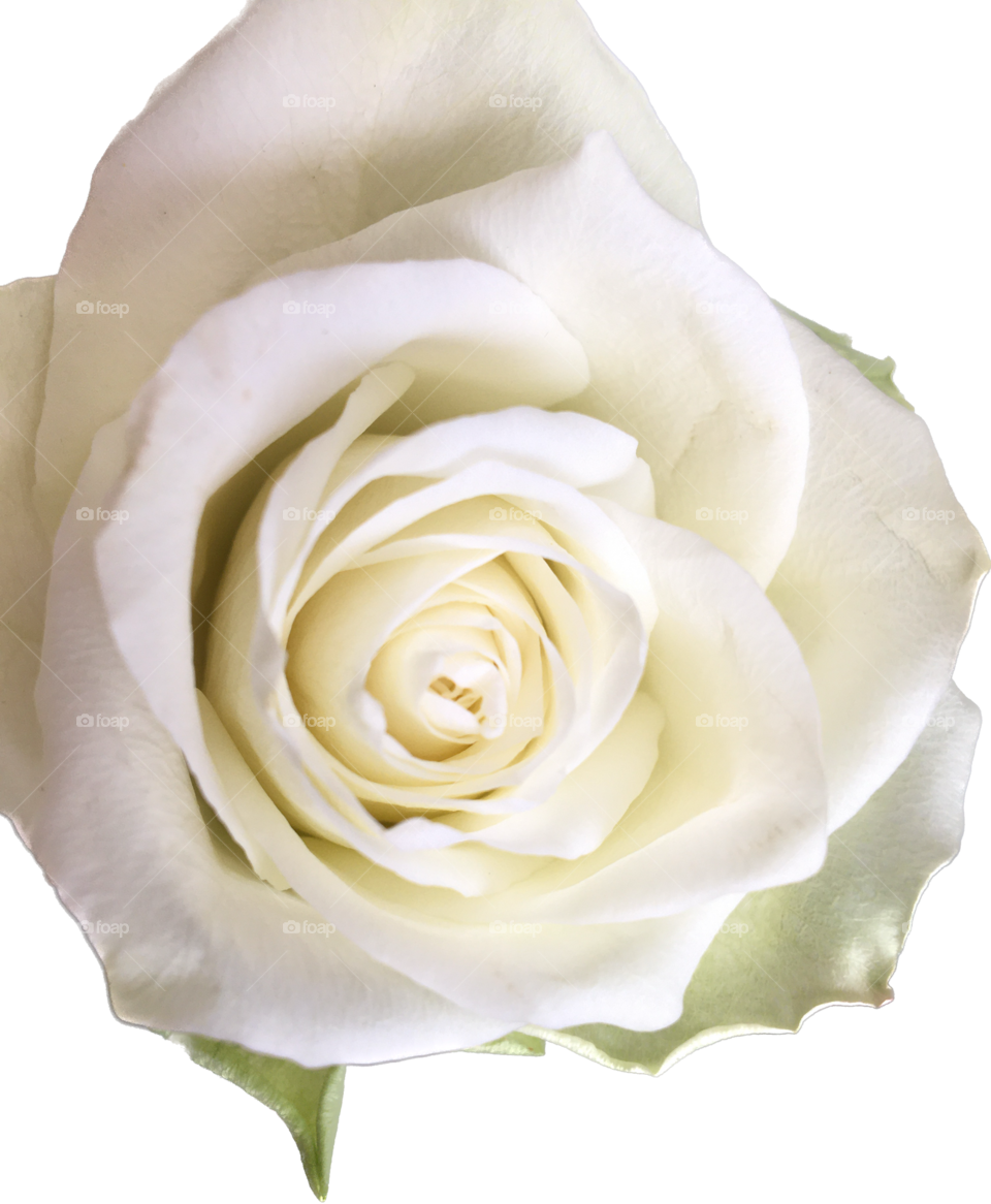 White rose … playing with emitting background on iPhone 