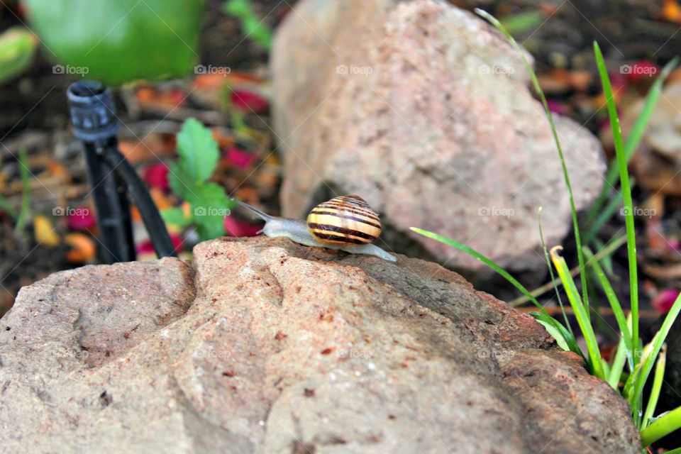 Snail on rock