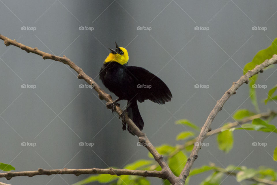 Bird perching on branch