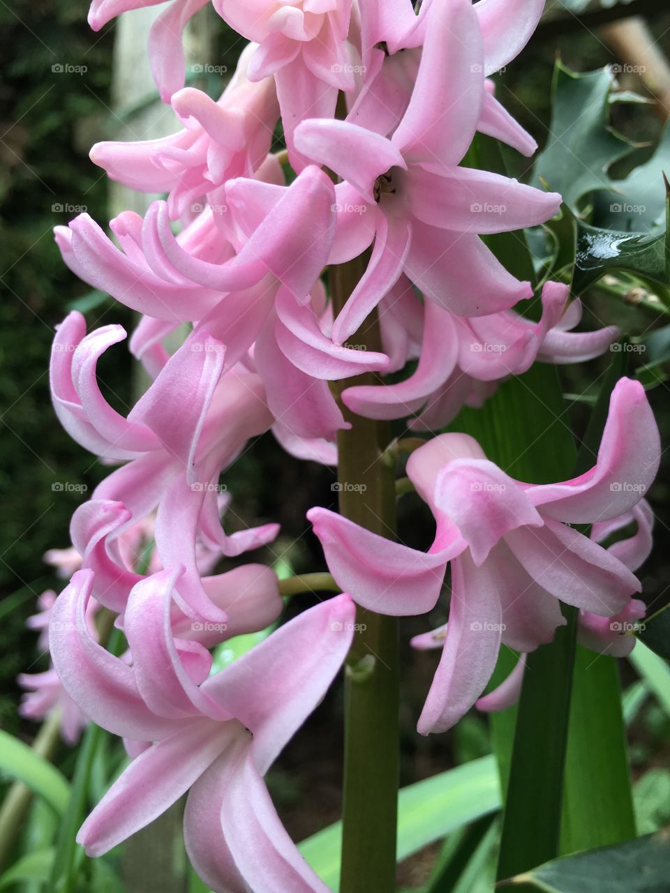 Pink beautiful flowers blooming