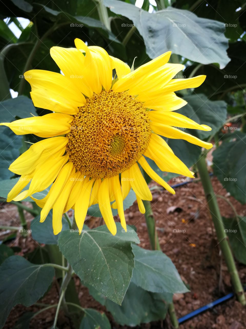 Sunflower